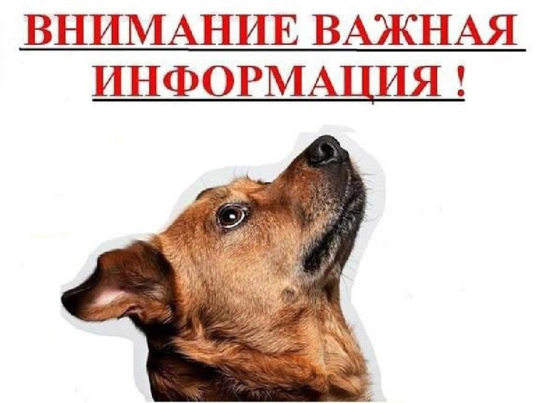 Для владельцев собак. Для владельцев собак.